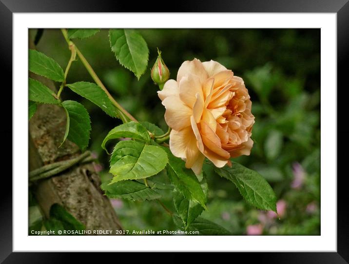"Climbing Rose" Framed Mounted Print by ROS RIDLEY