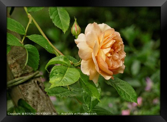 "Climbing Rose" Framed Print by ROS RIDLEY