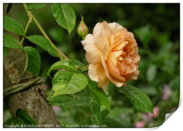 "Climbing Rose" Print by ROS RIDLEY