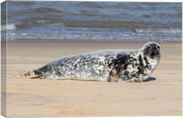 Grey seal   Canvas Print by chris smith