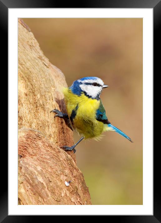 Blue Tit (Parus caeruleus)  Framed Mounted Print by chris smith