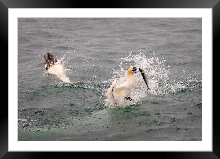 Gannet  Framed Mounted Print by chris smith