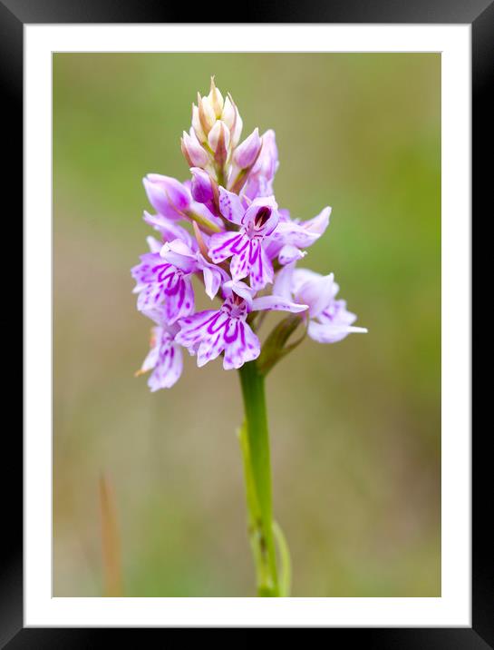 Common Spotted Orchid ( Dactylorhiza fuchsii )  Framed Mounted Print by chris smith