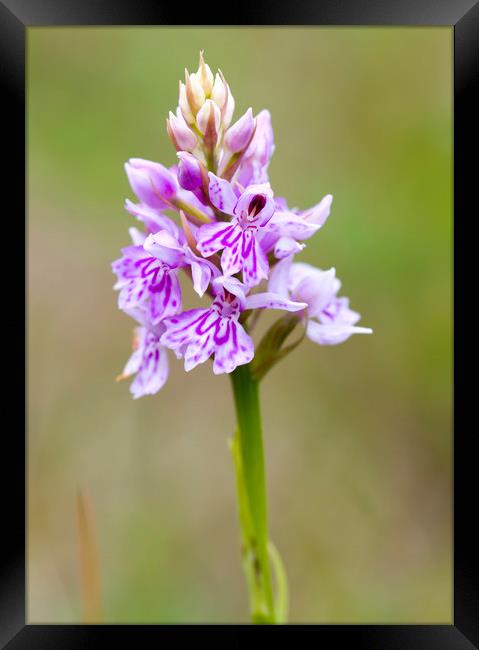 Common Spotted Orchid ( Dactylorhiza fuchsii )  Framed Print by chris smith