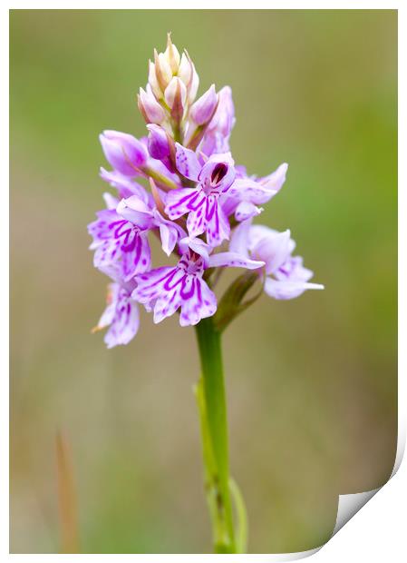 Common Spotted Orchid ( Dactylorhiza fuchsii )  Print by chris smith