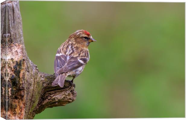 lesser redpoll  (Acanthis cabaret)  Canvas Print by chris smith