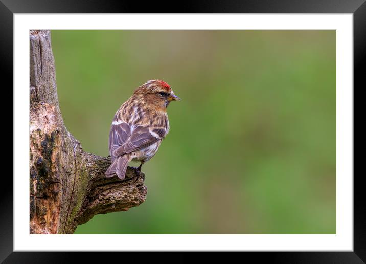 lesser redpoll  (Acanthis cabaret)  Framed Mounted Print by chris smith