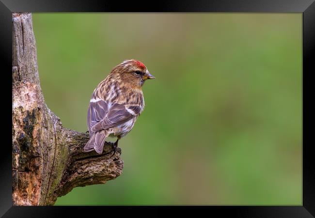 lesser redpoll  (Acanthis cabaret)  Framed Print by chris smith