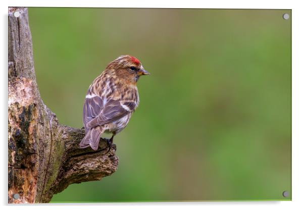 lesser redpoll  (Acanthis cabaret)  Acrylic by chris smith