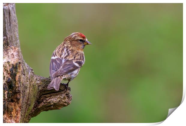 lesser redpoll  (Acanthis cabaret)  Print by chris smith