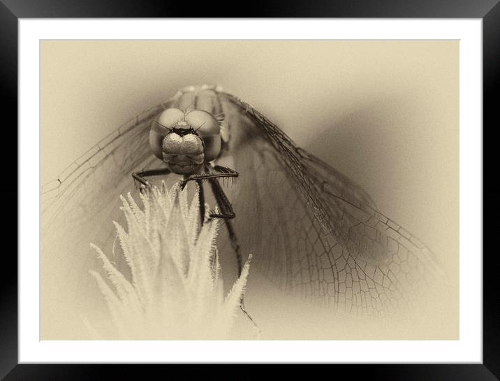 Dragonfly  Framed Mounted Print by chris smith