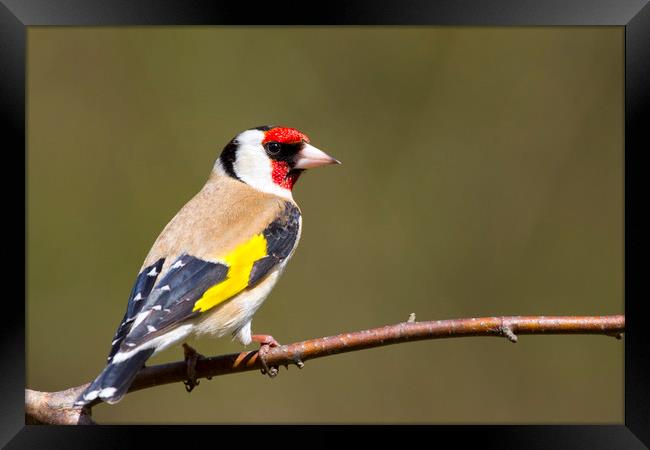 Goldfinch (Carduelis-carduelis)  Framed Print by chris smith
