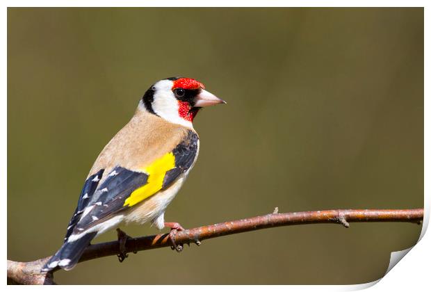 Goldfinch (Carduelis-carduelis)  Print by chris smith