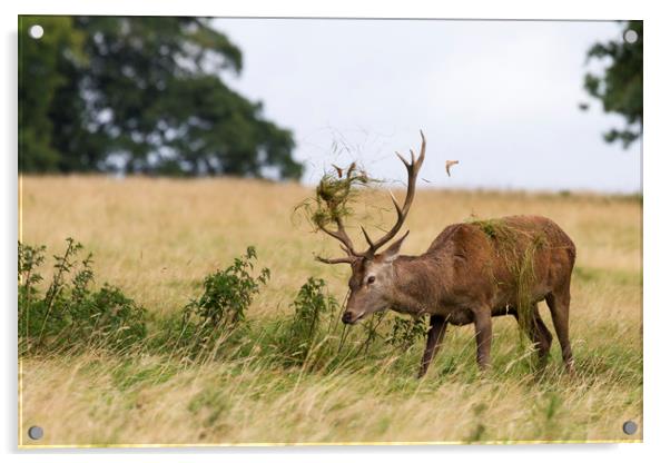 Red deer ( Cervus elaphus)  Acrylic by chris smith