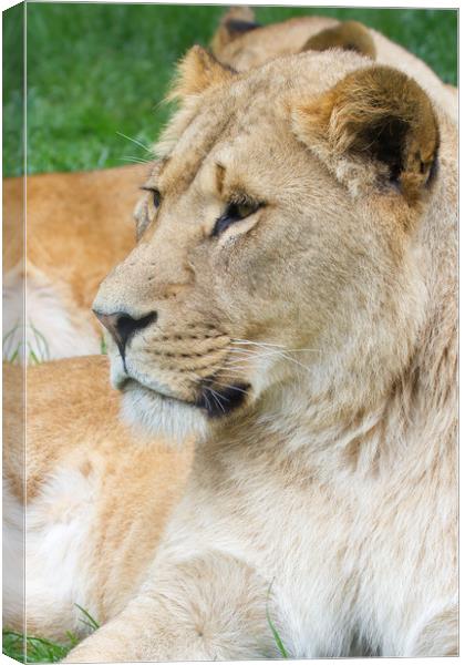 Lion  Canvas Print by chris smith