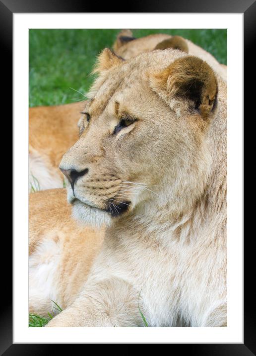 Lion  Framed Mounted Print by chris smith