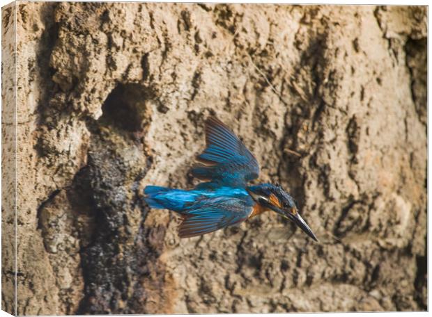 Male kingfisher leaving nest. Canvas Print by Don Davis