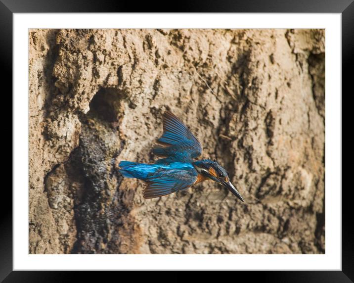 Male kingfisher leaving nest. Framed Mounted Print by Don Davis