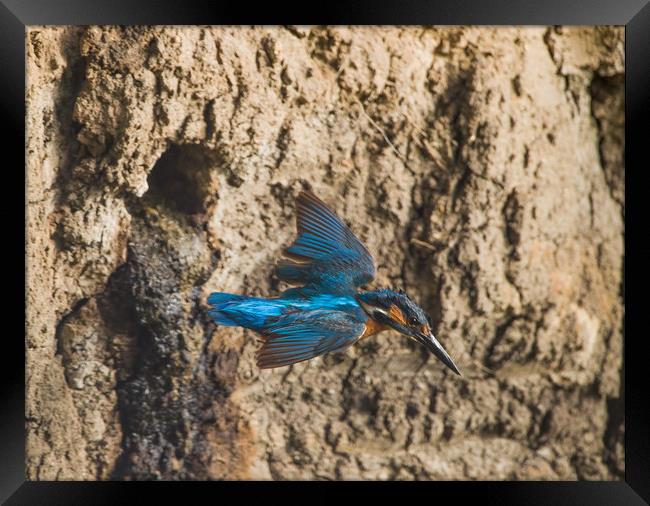 Male kingfisher leaving nest. Framed Print by Don Davis