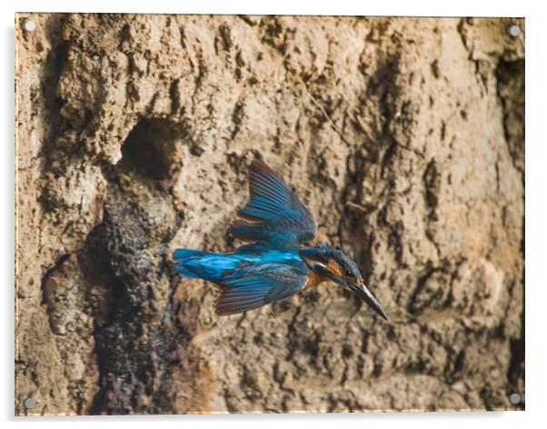 Male kingfisher leaving nest. Acrylic by Don Davis