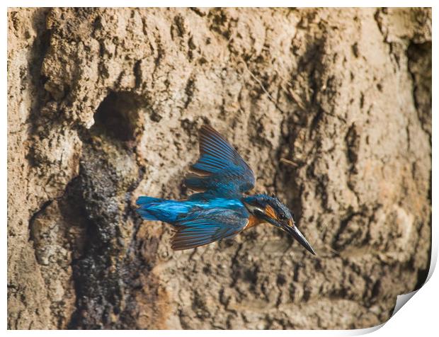 Male kingfisher leaving nest. Print by Don Davis