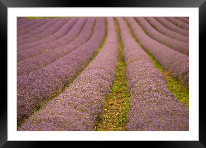 Lavender Fields in Kent Framed Mounted Print by Zahra Majid