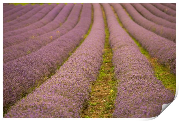 Lavender Fields in Kent Print by Zahra Majid