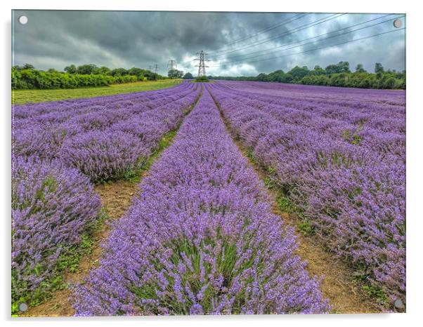Lavender Fields Acrylic by Zahra Majid