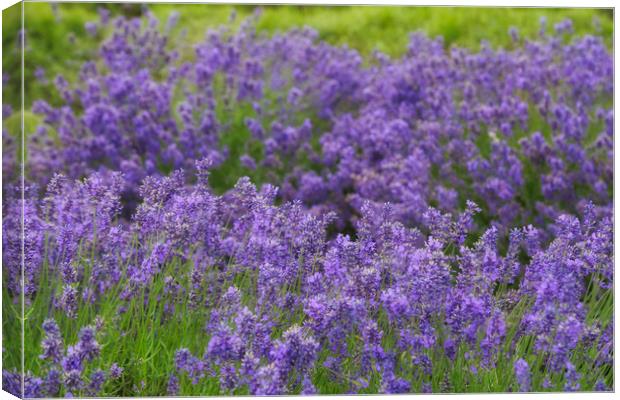 Lavender Dilly Dilly Canvas Print by Zahra Majid