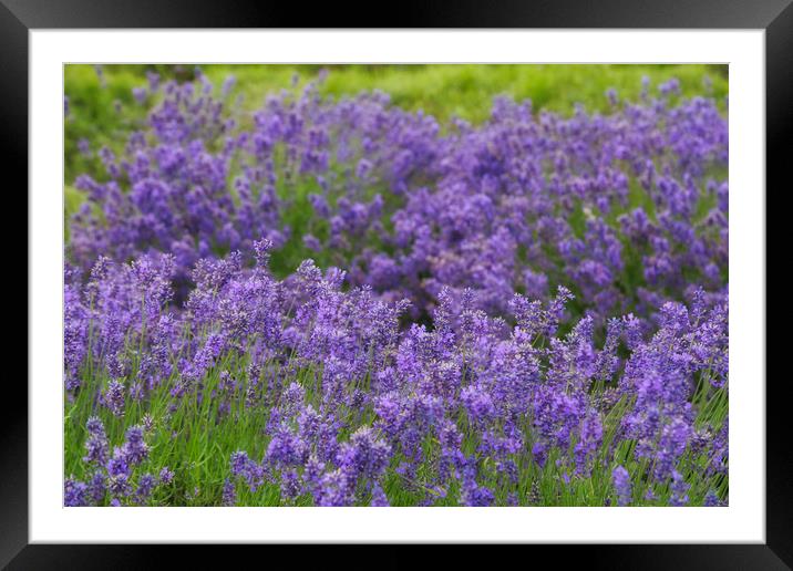 Lavender Dilly Dilly Framed Mounted Print by Zahra Majid