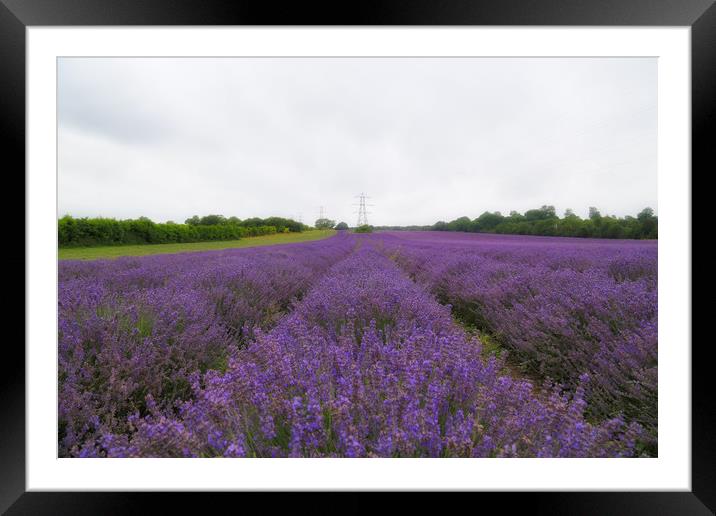 Soft Airy Lavender Fields Framed Mounted Print by Zahra Majid