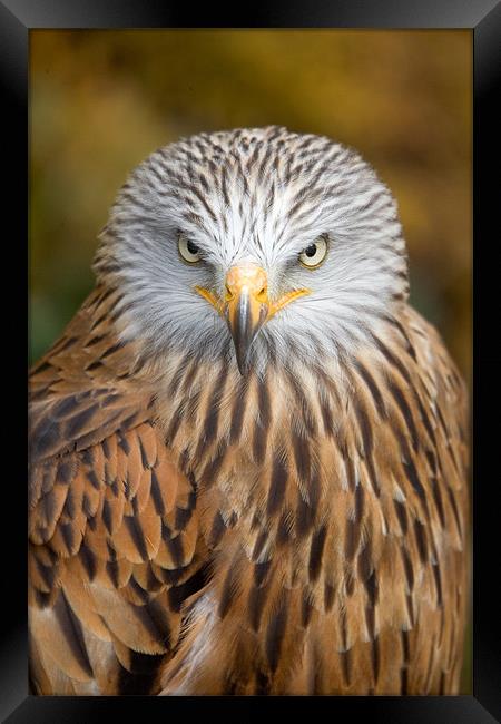 Red kite close up Framed Print by Martin Doheny