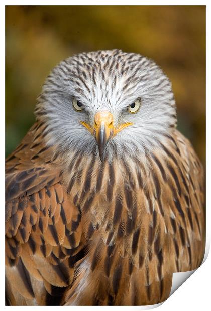 Red kite close up Print by Martin Doheny
