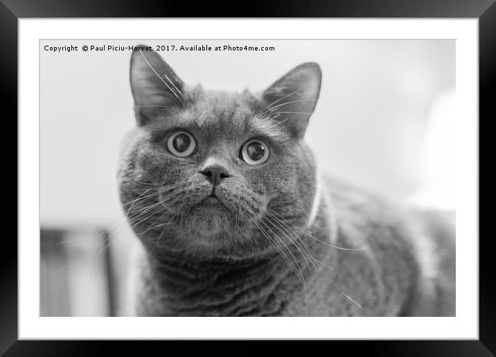British Shorthair Cat Framed Mounted Print by Paul Piciu-Horvat