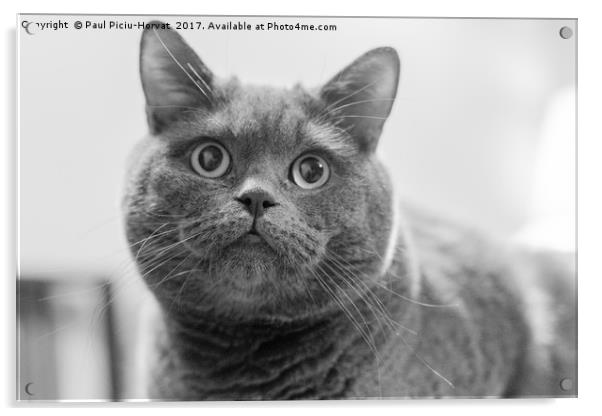 British Shorthair Cat Acrylic by Paul Piciu-Horvat