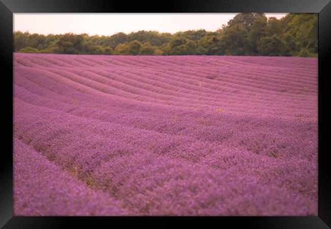 Pink Fields of Lavender Framed Print by Zahra Majid