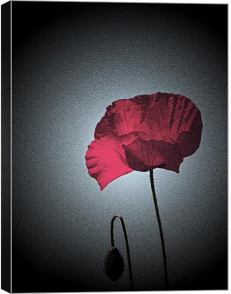 Dark Remembrance Poppy Canvas Print by Bel Menpes