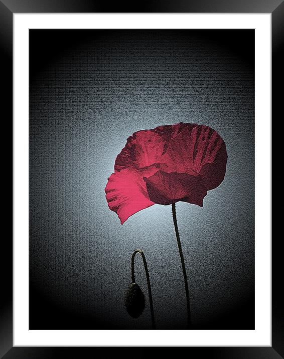 Dark Remembrance Poppy Framed Mounted Print by Bel Menpes