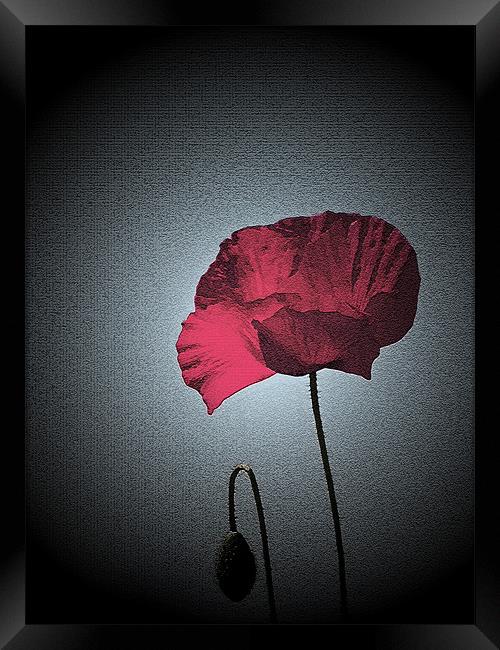 Dark Remembrance Poppy Framed Print by Bel Menpes