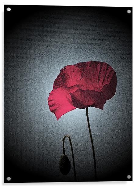 Dark Remembrance Poppy Acrylic by Bel Menpes