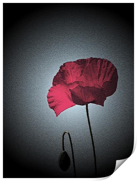 Dark Remembrance Poppy Print by Bel Menpes