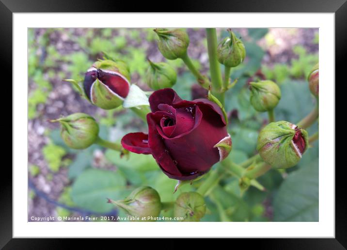 Burgundy rose after rain Framed Mounted Print by Marinela Feier