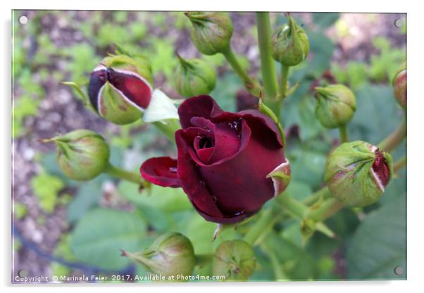 Burgundy rose after rain Acrylic by Marinela Feier