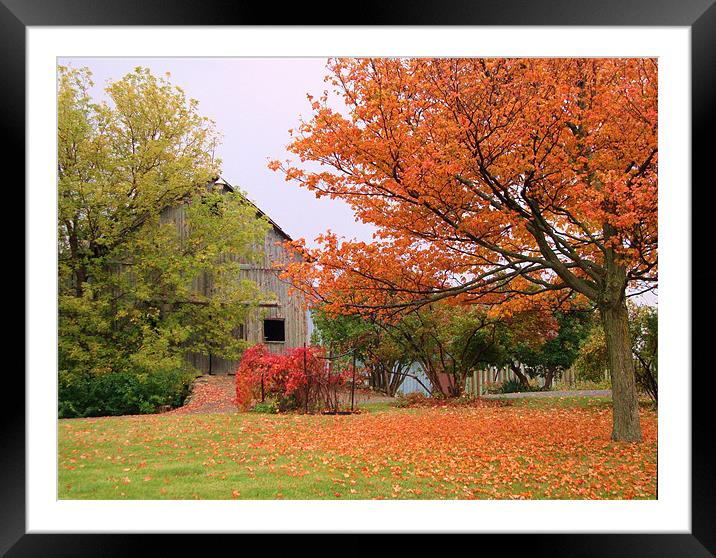 Autumn in the country Framed Mounted Print by Donna-Marie Parsons
