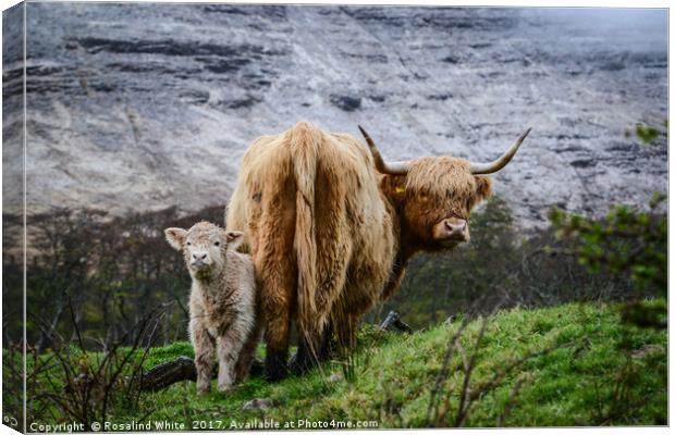 Highland Cow and Calf Canvas Print by Rosalind White