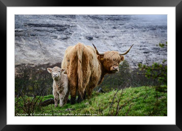 Highland Cow and Calf Framed Mounted Print by Rosalind White