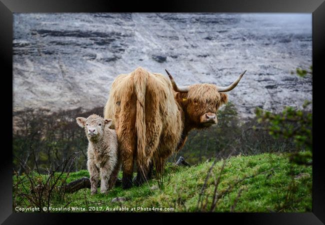 Highland Cow and Calf Framed Print by Rosalind White