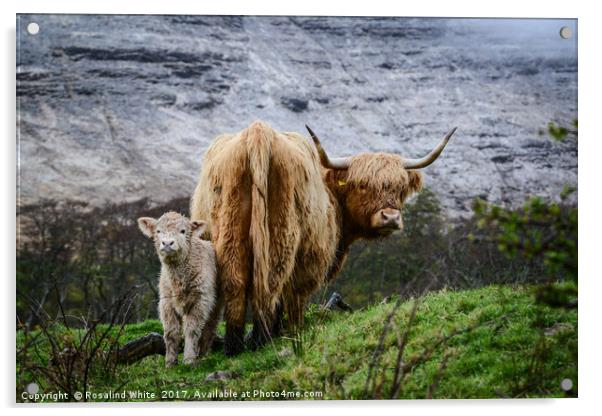 Highland Cow and Calf Acrylic by Rosalind White