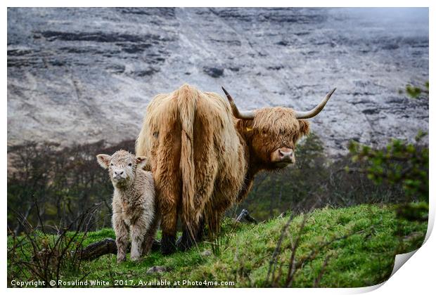 Highland Cow and Calf Print by Rosalind White