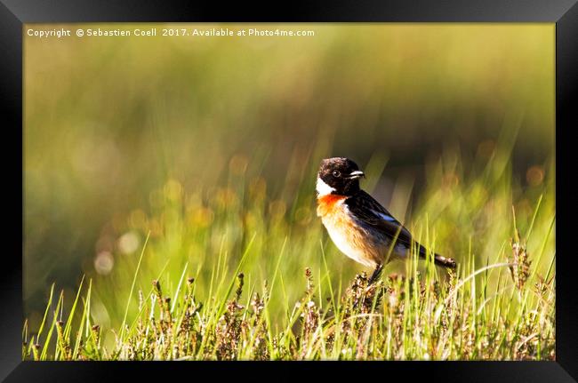 Stonechat sits at Loch Etive on the Scottish Highl Framed Print by Sebastien Coell